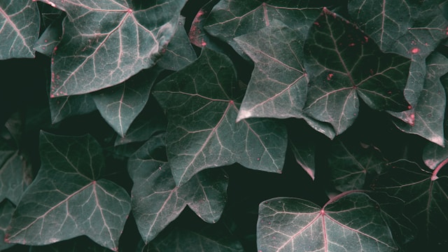 Campus Abomey-Calavi